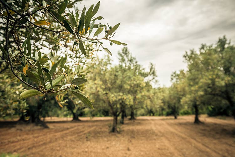 (Il ritorno alla campagna salverà l’olio italiano)