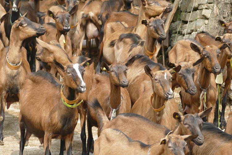 Le capre camosciate (Robiola di RoccaveranoDelizia piemontese millenaria)