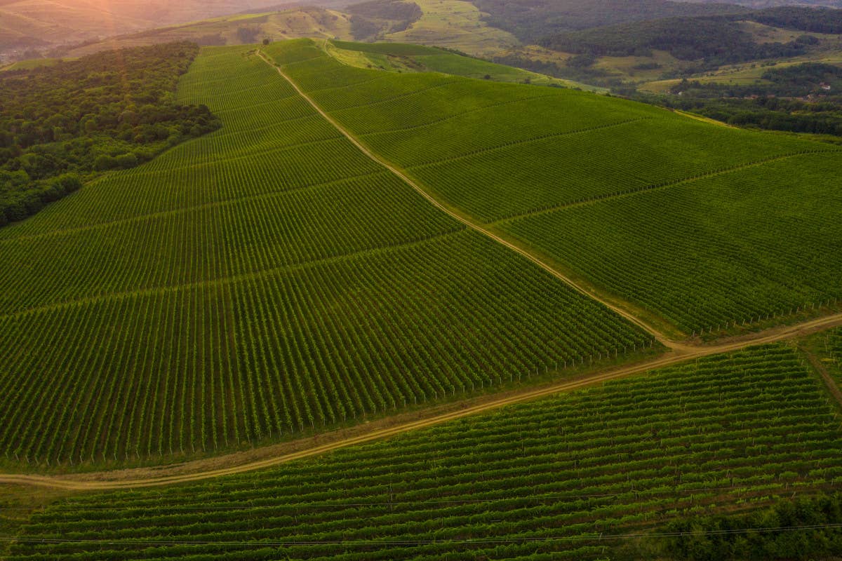 Alla scoperta dei vini e dei sapori della Romania in compagnia di Marinela Ardelean