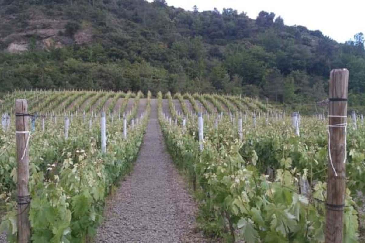 Roberto Rondelli: il vignaiolo ligure che punta all'eccellenza con le sue 5 etichette