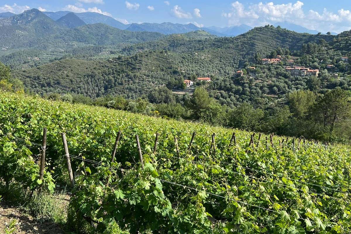 Roberto Rondelli: il vignaiolo ligure che punta all'eccellenza con le sue 5 etichette