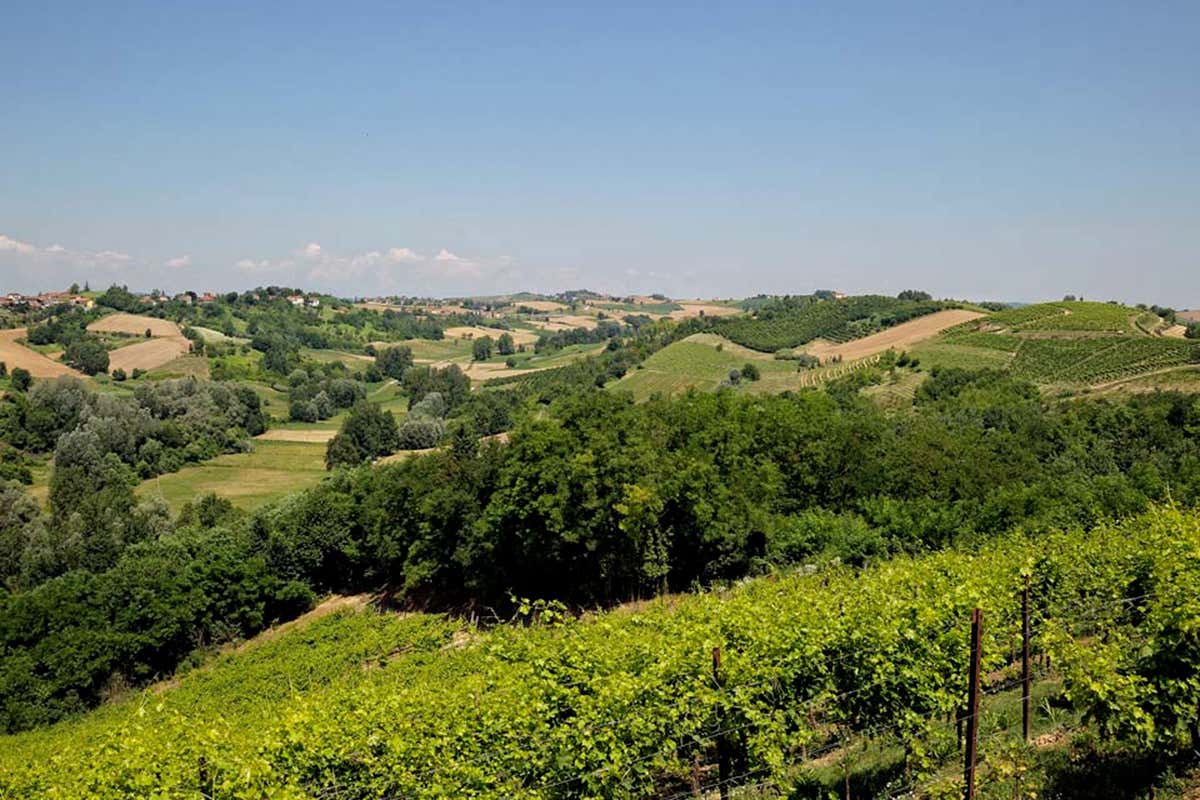 Le colline astigiane Ruchè di Castagnole Monferrato, una degustazione d'eccezione Le colline astigiane Ruchè di Castagnole Monferrato, una degustazione d'eccezione