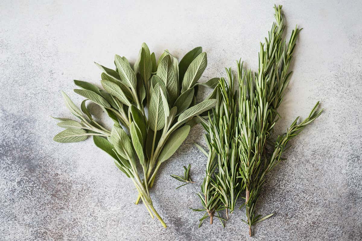 Salvia e rosmarino sono fonte di antiossidanti Erbe aromatiche, tanti vantaggi oltre la cucina
