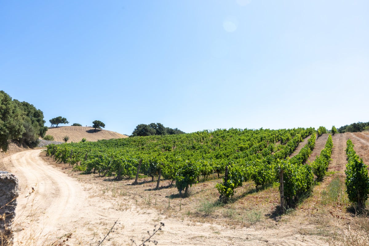 Tesori enologici in Sardegna: viaggio sensoriale tra cantine e vitigni