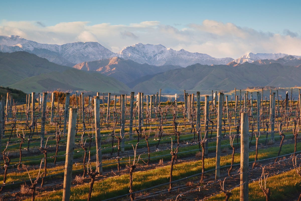 Sauvignon Blanc neozelandese: ragioni (e futuro) di un mito