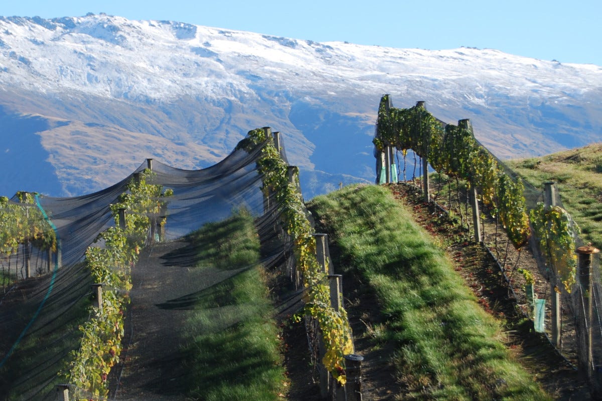 Sauvignon Blanc neozelandese: ragioni (e futuro) di un mito