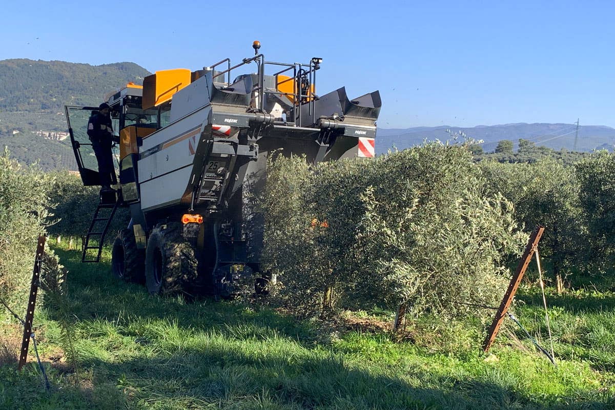 Frescobaldi: olio Laudemio 2024 e pasta Tirrena, il territorio oltre il vino