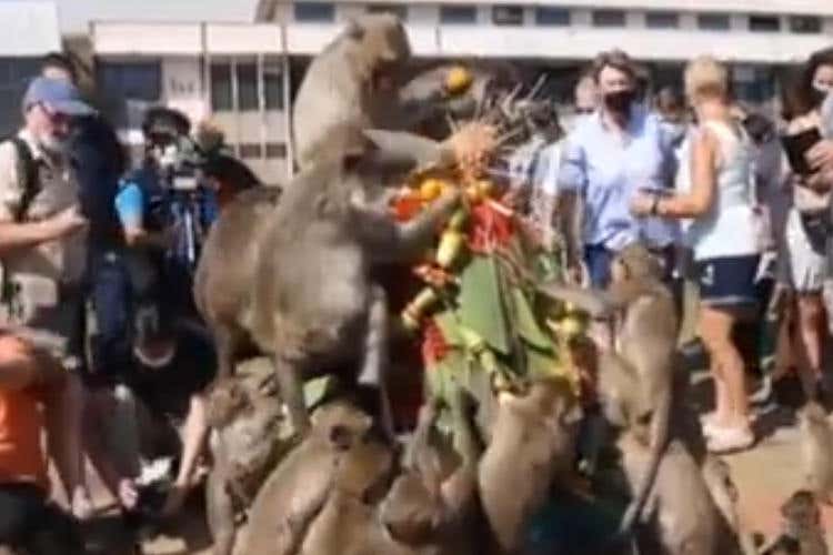 Mille scimmie al banchetto di frutta del Festival in Thailandia