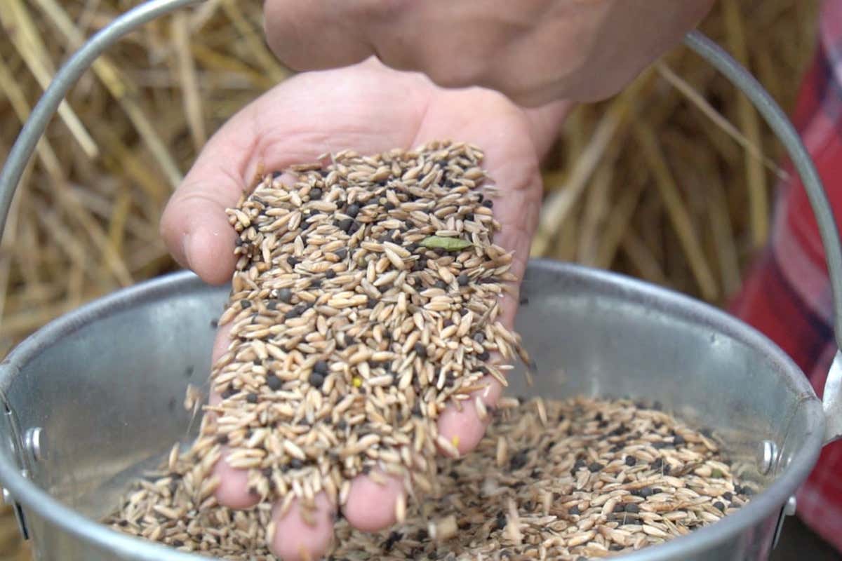 Nel Parco del Matese rinasce la s&egrave;cena antica segale ora Presidio Slow Food