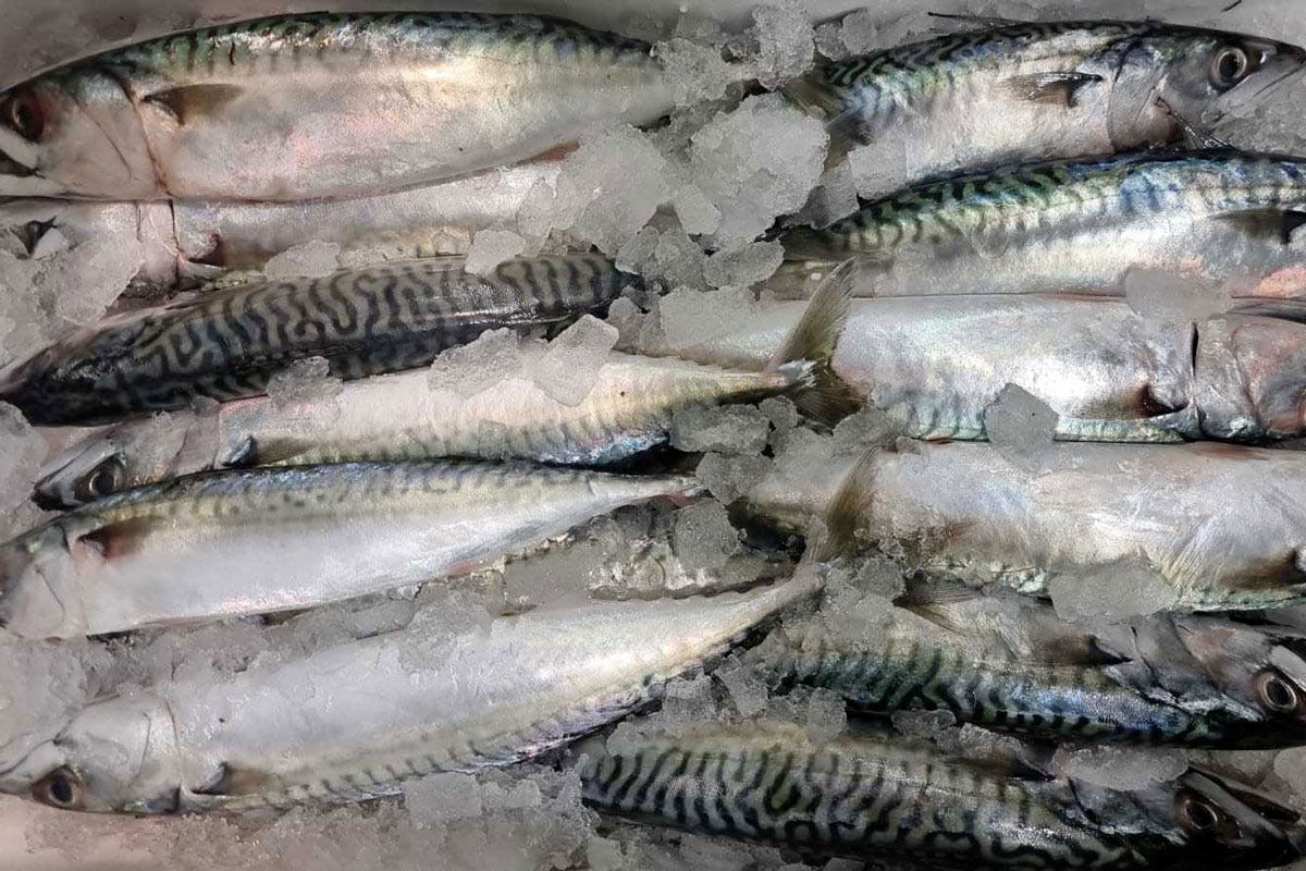 Orobica Pesca: riscoprire il pesce azzurro, un viaggio nel gusto Mediterraneo