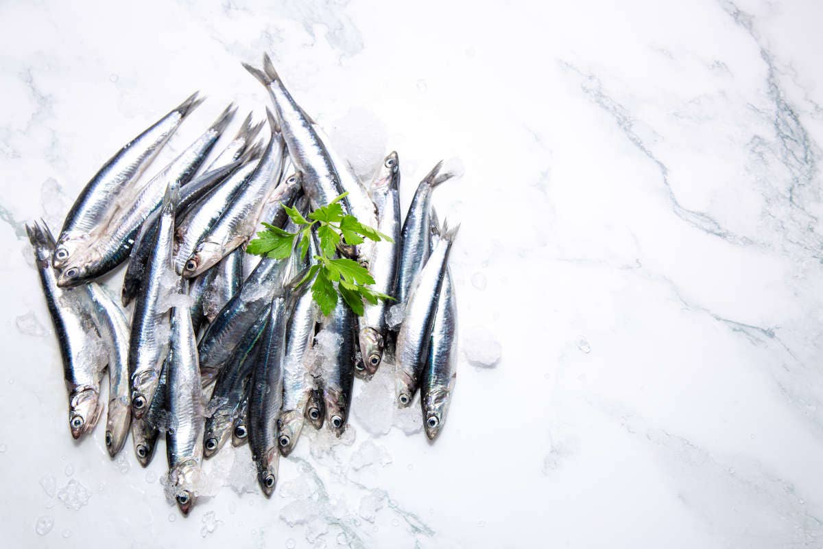 Alici del Cantabrico: prelibatezza del mare spagnolo