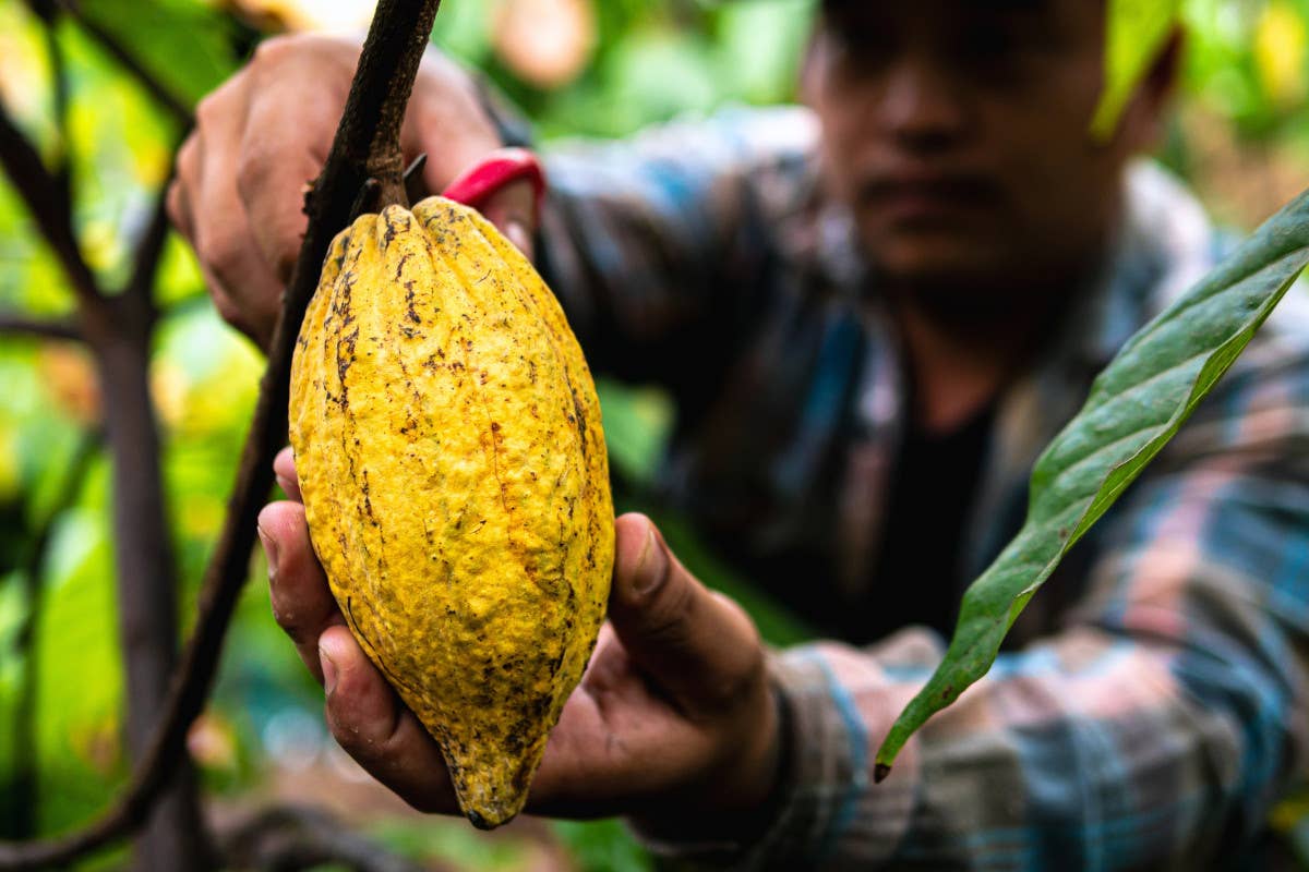 La crisi del caffè si aggrava: giù la produzione in Brasile e Indonesia