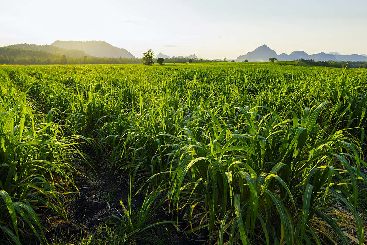 Rum: la storia di come la canna da zucchero ha conquistato i Caraibi