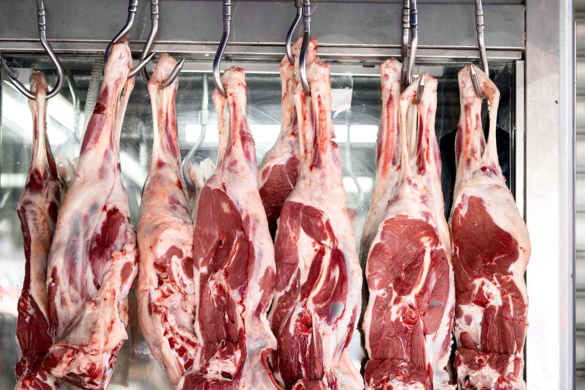 Sequestrati 2.000 kg di carne: abbacchio estero venduto come italiano