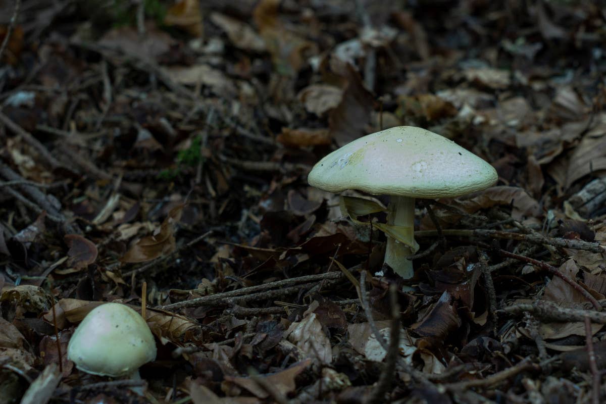 Mangiare i funghi è pericoloso (Lodi docet): ecco cosa sapere