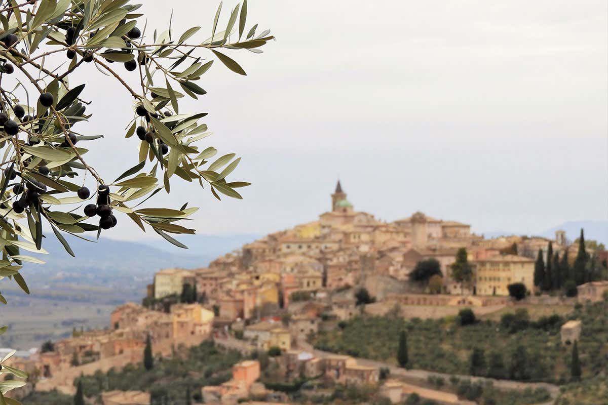 Umbria, terra dell’olio: i frantoi che resistono da secoli e innovano con il biologico