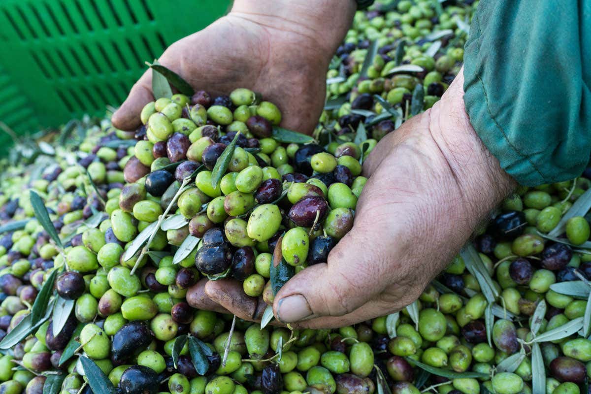 La Puglia è la regina dell’olio Evo con oltre il 50% della produzione nazionale La Puglia è la regina dell’olio Evo con oltre il 50% della produzione nazionale