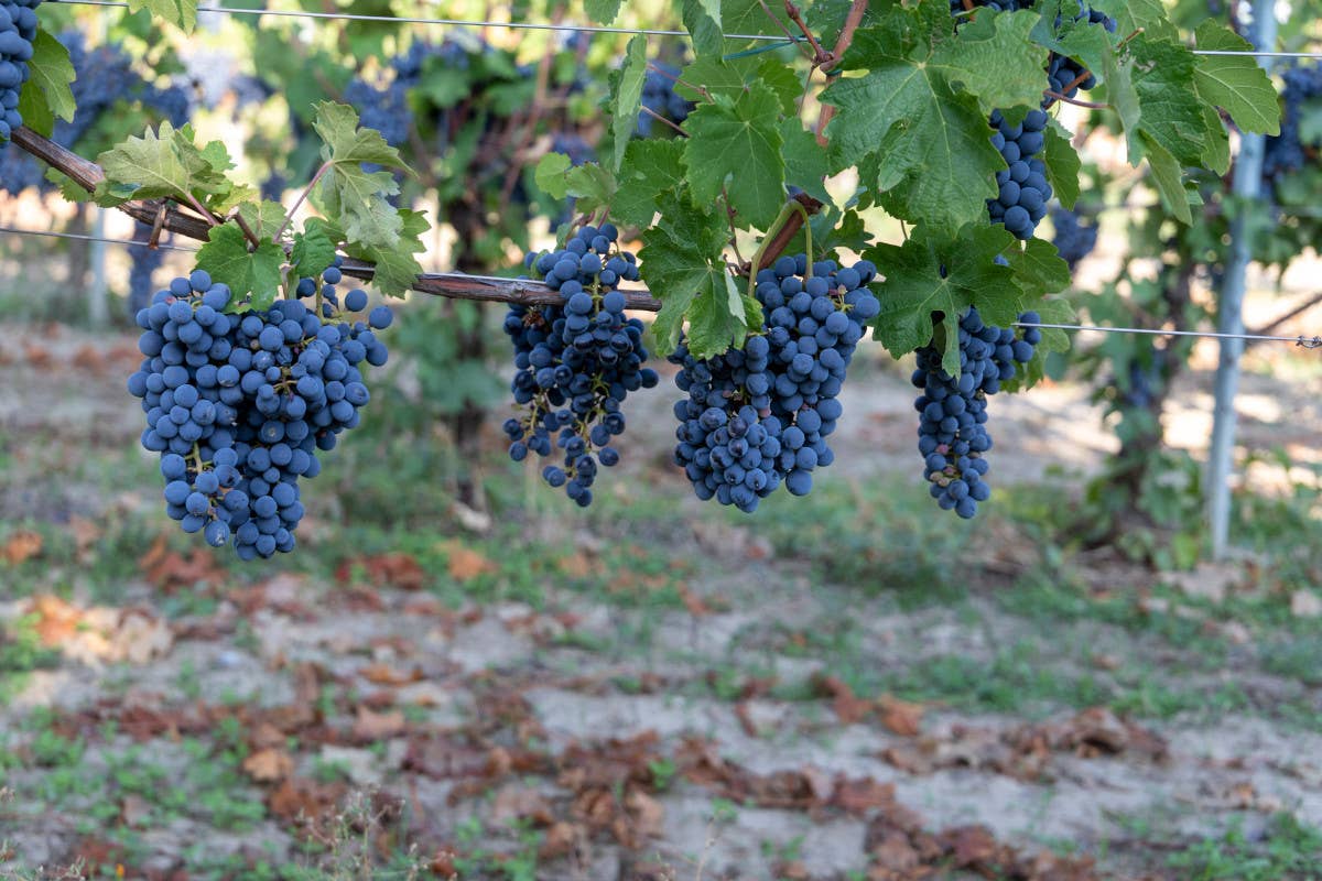 Terre d'Oltrepò, a Callegari e alla Spa il pieno sostegno dei soci della cooperativa