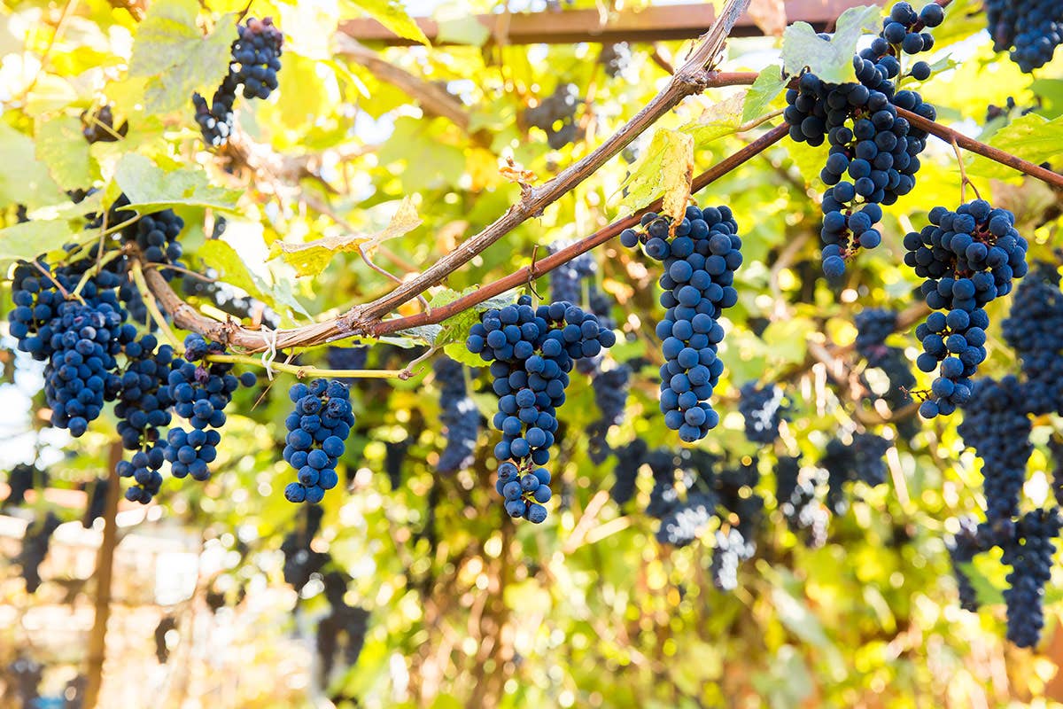 Pinot Nero: tutta l'eleganza dell' 