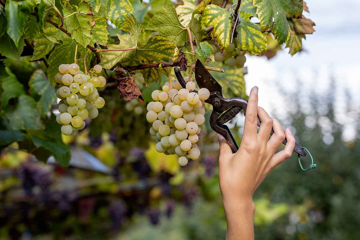 Dalla Champagne alla Borgogna, sempre più giovani scelgono la vendemmia in Francia