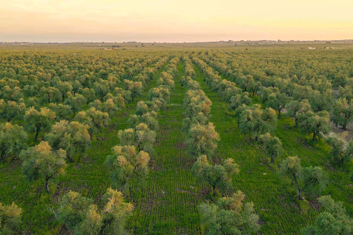 La Puglia è la regina dell’olio Evo con oltre il 50% della produzione nazionale La Puglia è la regina dell’olio Evo con oltre il 50% della produzione nazionale