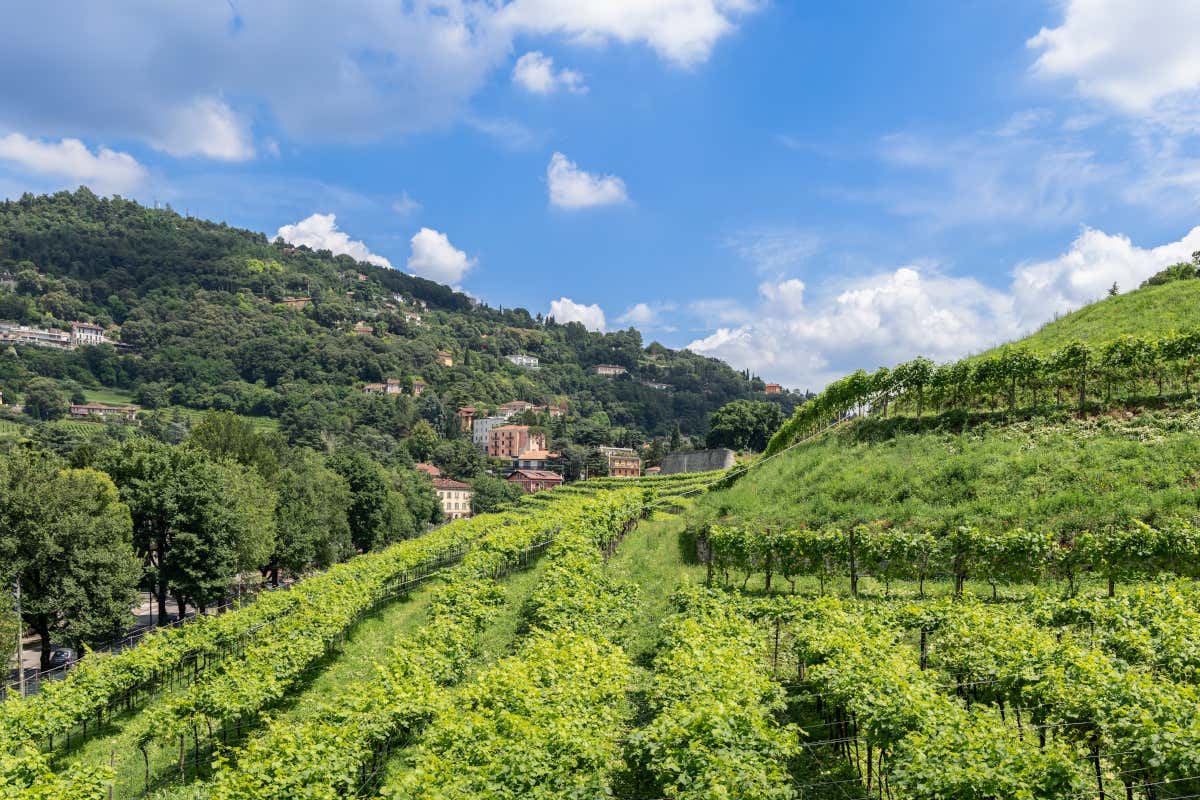 Recupero dei vigneti bresciani: Pusterla e Badia Alta tornano a nuova vita
