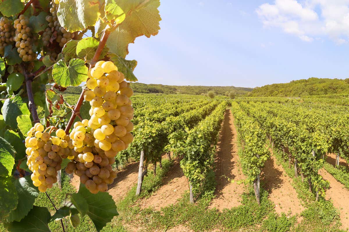 Le fiere non bastano: il vino italiano affonda senza marketing e senza idee