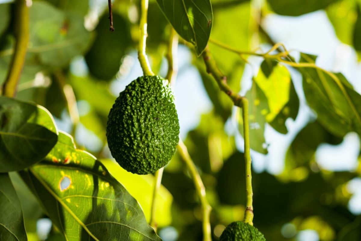 Dalla Sicilia alla Calabria: dove l'avocado diventa un'eccellenza locale Dalla Sicilia alla Calabria: dove l'avocado diventa un'eccellenza locale