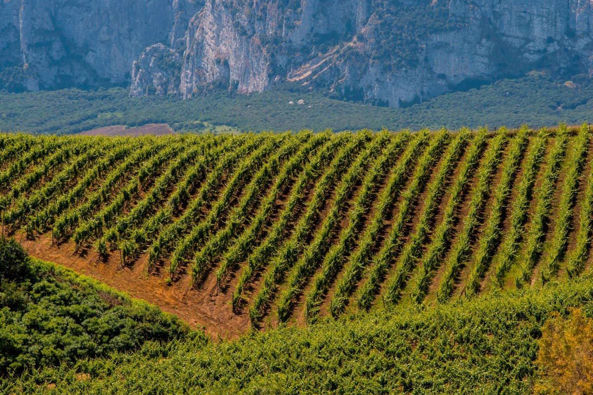 Nero d'Avola Doc: vitigno principe della Sicilia enologica
