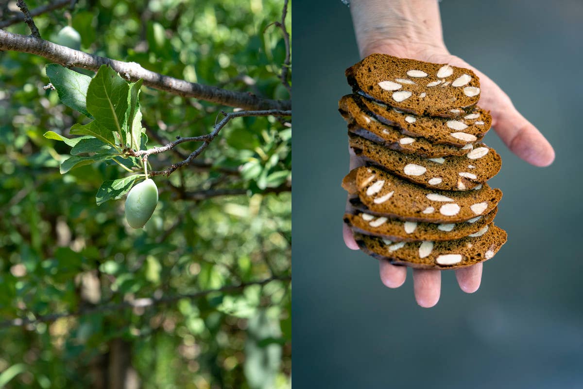 Slow Food due nuovi presidi dalla Calabria: “I pruna di frati” e le “Piparelle”