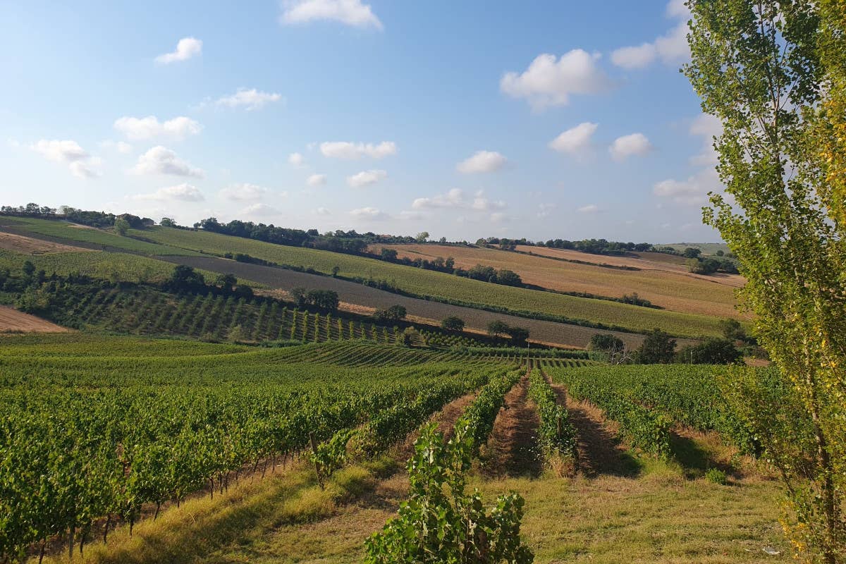 Soverchia sulla Vendemmia 2024: «Non ci interessa la quantità, ma la finezza degli aromi»