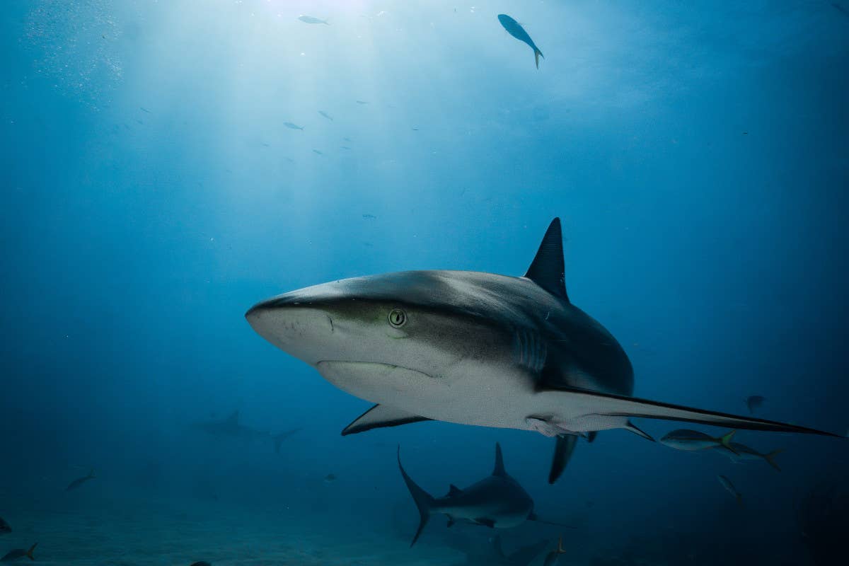 Due donne uccise da uno squalo nelle acque del Mar Rosso