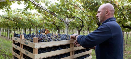 Azienda agricola Cottini 