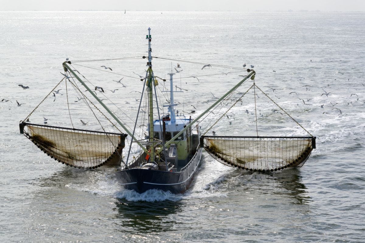 Blocco pesca nell'Adriatico dal 29 luglio. Le date precise e le zone interessate