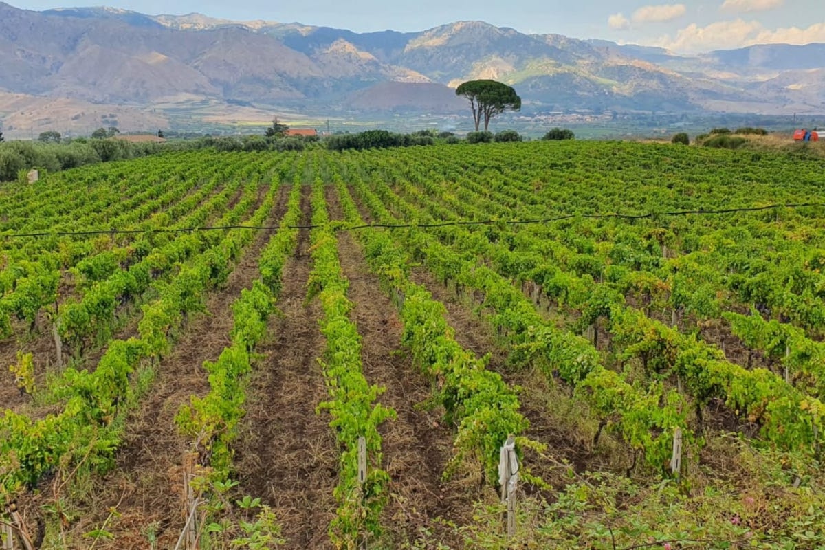 Strada del vino e dei sapori dell'Etna: un nuovo logo per un nuovo corso