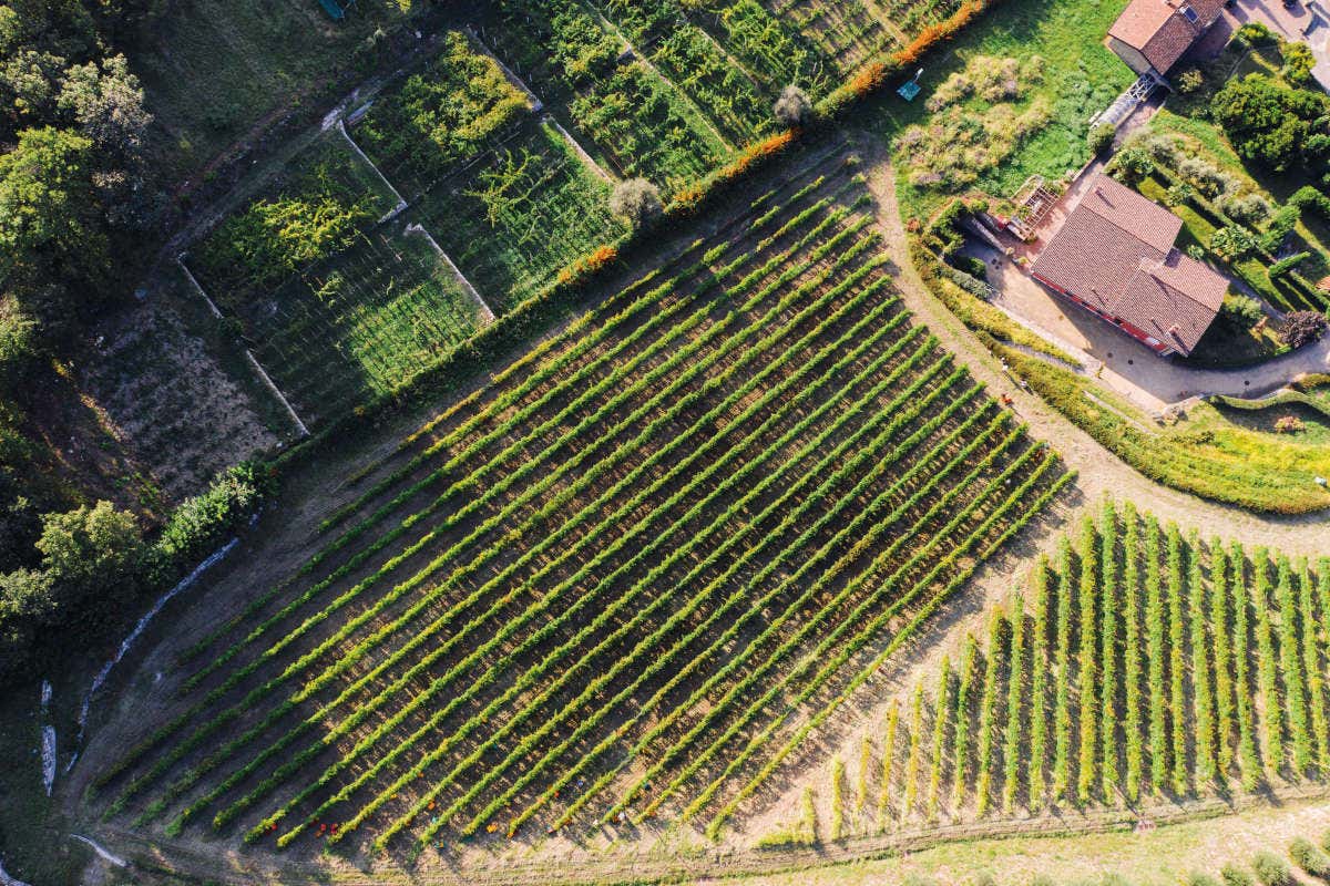 Tallarini, passione di famiglia per vini dai caratteri distintivi