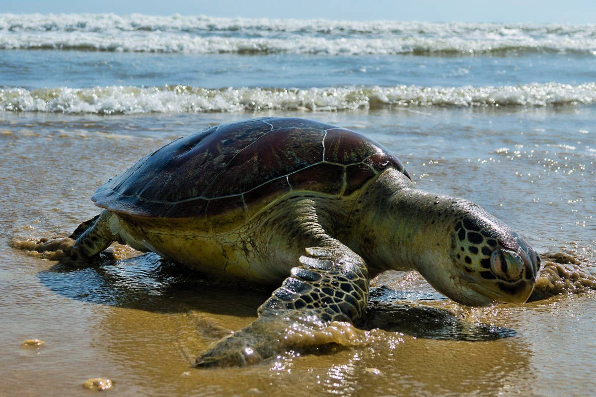 Stintino, il controllo degli accessi premia: una tartaruga depone le uova in spiaggia