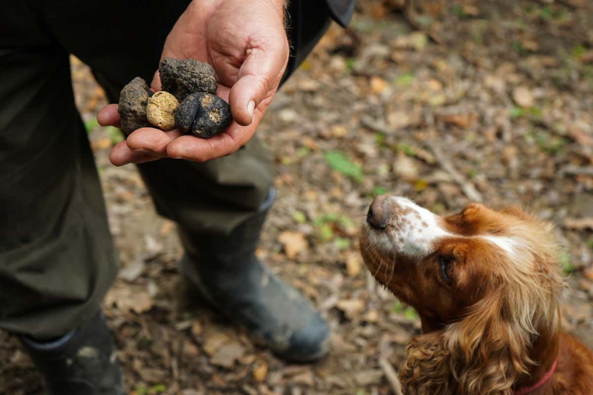 Tartufo: proprietà, benefici e stagionalità del “diamante” della cucina Tartufo: proprietà, benefici e stagionalità del “diamante” della cucina