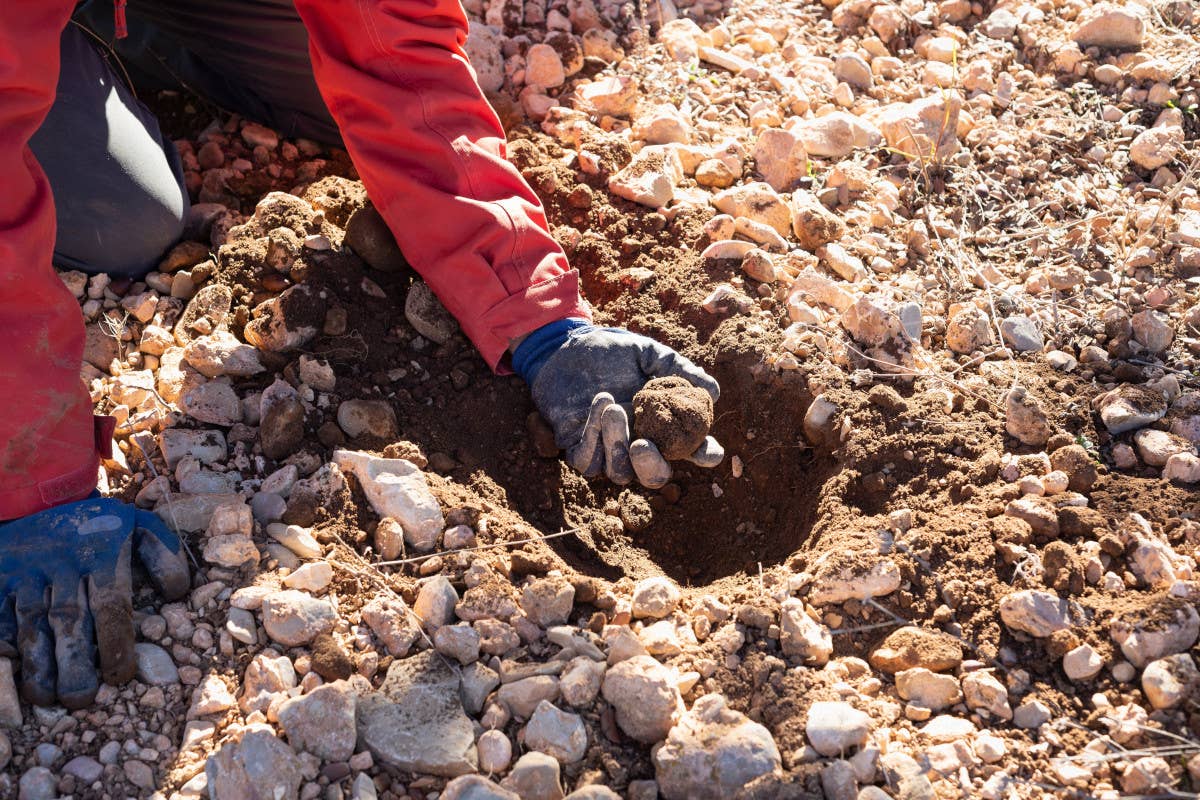 Caccia al tartufo: con ButteroZone l'escursione a cavallo si fa gourmet