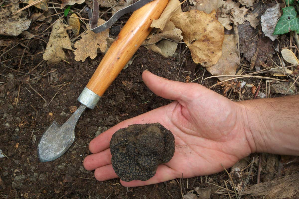 A cena con il tuber aestivum: 5 chef maceratesi nella meravigliosa Abbazia di Sant'Urbano