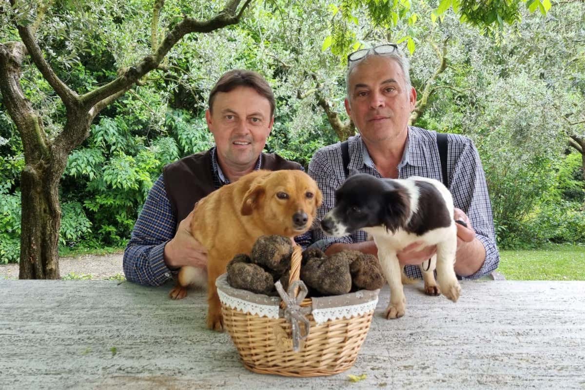La stagione del tartufo estivo in Veneto è iniziata: sarà la migliore degli ultimi 20 anni La stagione del tartufo estivo in Veneto è iniziata: sarà la migliore degli ultimi 20 anni