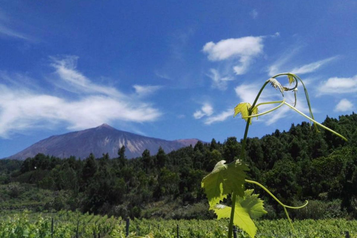 I vini di Borja Perez: autenticità espressiva della vulcanica Tenerife