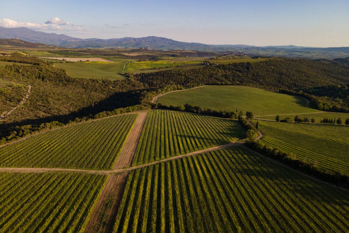 I vigneti di Tenuta Luce  Tenuta Luce: un cuoco sette camere e un'esperienza da sogno