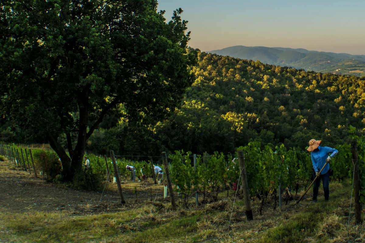 Sassicaia, Guidalberto, Le Difese: Bolgheri in tre atti d'autore Sassicaia, Guidalberto, Le Difese: Bolgheri in tre atti d'autore