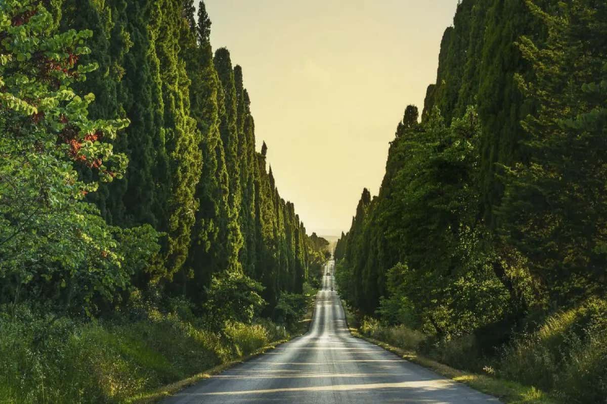 Sassicaia, Guidalberto, Le Difese: Bolgheri in tre atti d'autore Sassicaia, Guidalberto, Le Difese: Bolgheri in tre atti d'autore
