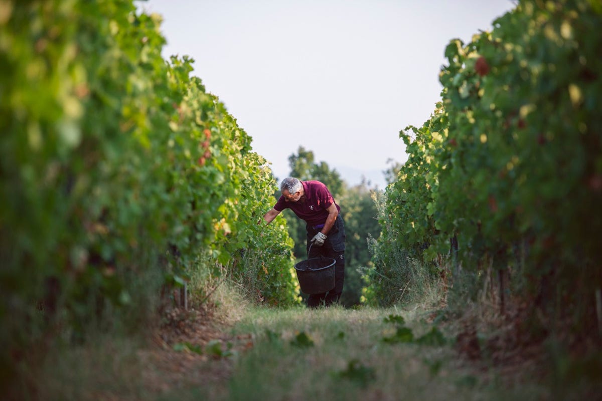 Ambrogio Folonari: sei generazioni di imprenditoria del vino in un libro