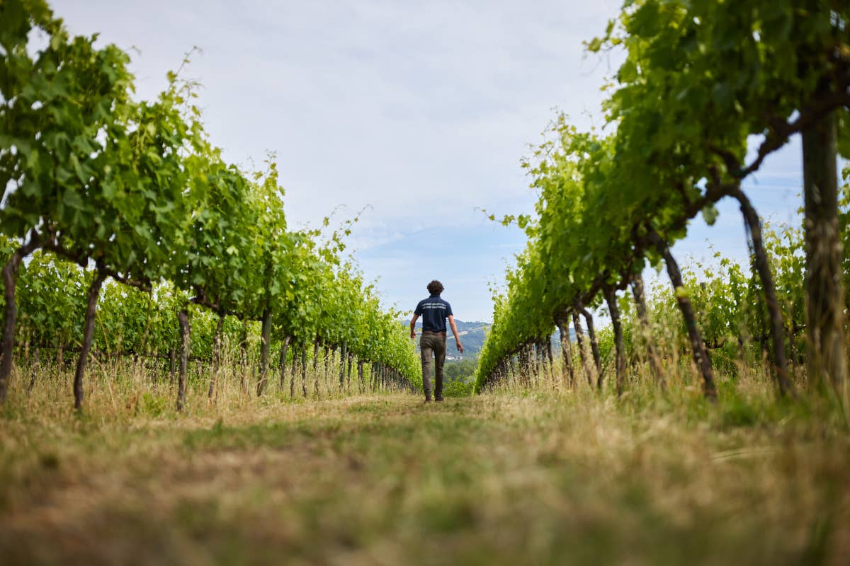 Tenuta Santi Giacomo e Filippo: degustazioni e relax nelle Marche