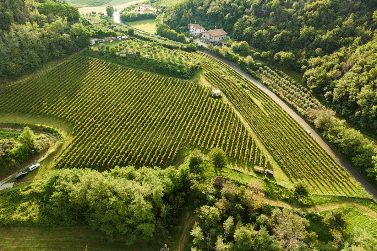 Terre d’Aenòr, il volto giovane della Franciacorta che parla al futuro
