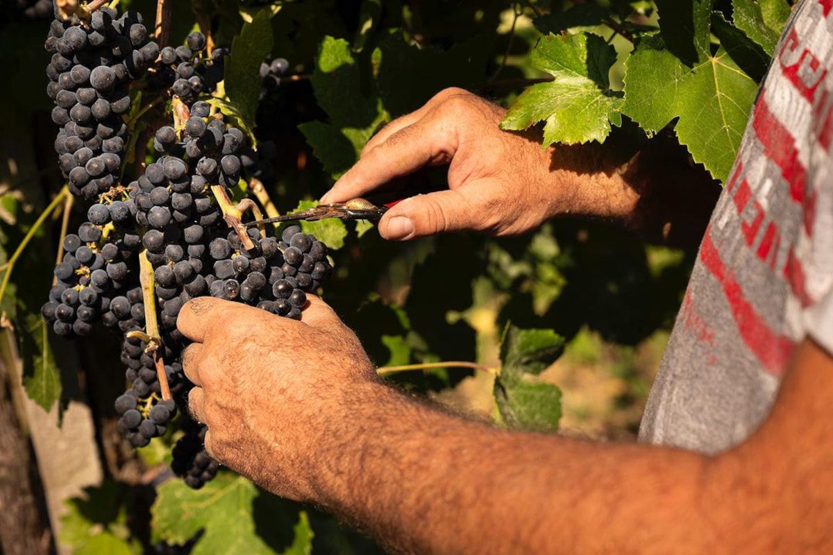 Terre d'Oltrepò: da cantina sociale a polo industriale del vino