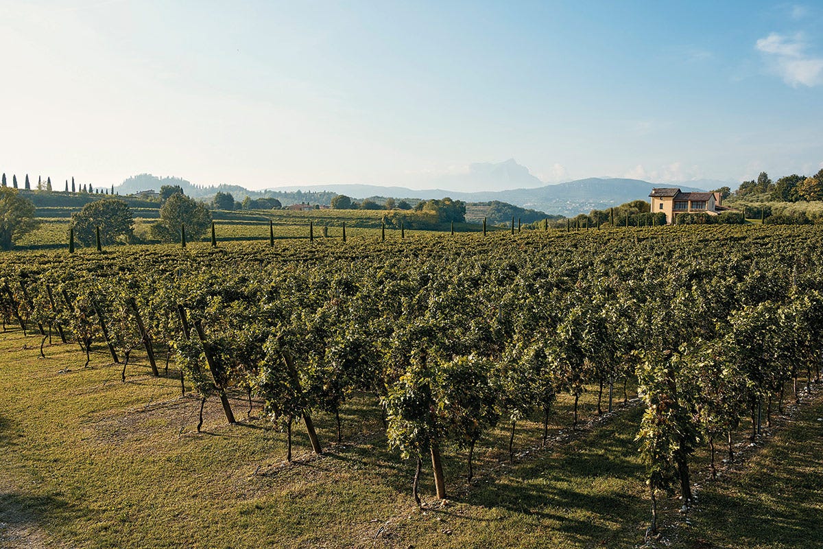 Tenuta Valleselle a Bardolino (Vr) Vini bio e packaging sostenibile: l’impegno “green” di Tinazzi